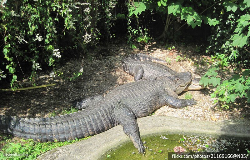 A Nibelungenhalle élő sárkányai: a hüllőkert